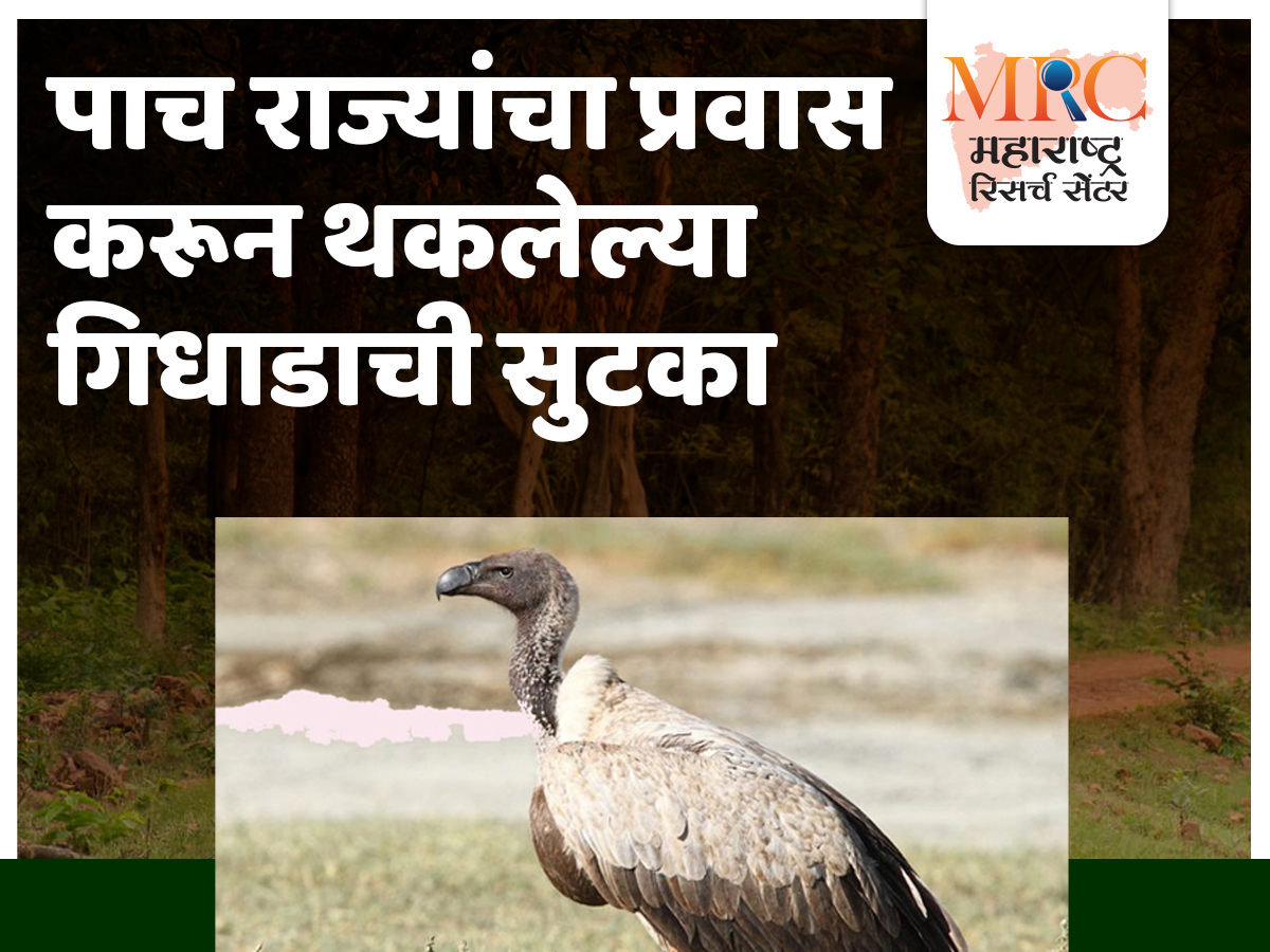 पाच राज्यांचा प्रवास करून थकलेल्या गिधाडाची सुटका