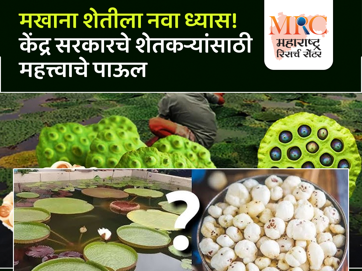 मखाना शेतीला नवा ध्यास! केंद्र सरकारचे शेतकऱ्यांसाठी महत्त्वाचे पाऊल