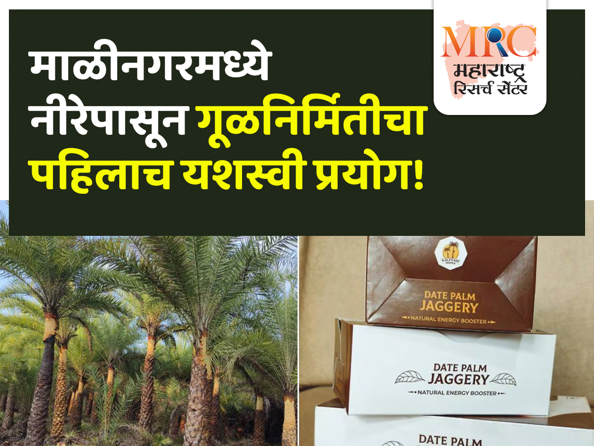 माळीनगरमध्ये नीरेपासून गूळनिर्मितीचा पहिलाच यशस्वी प्रयोग!