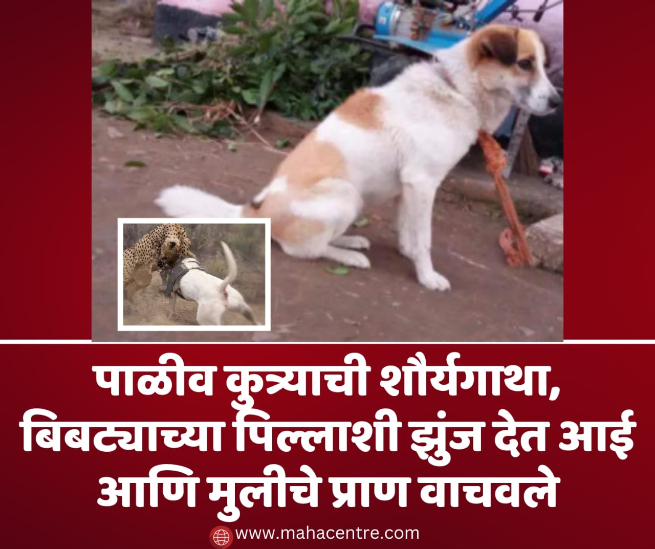 पाळीव कुत्र्याची शौर्यगाथा, बिबट्याच्या पिल्लाशी झुंज देत आई आणि मुलीचे प्राण वाचवले