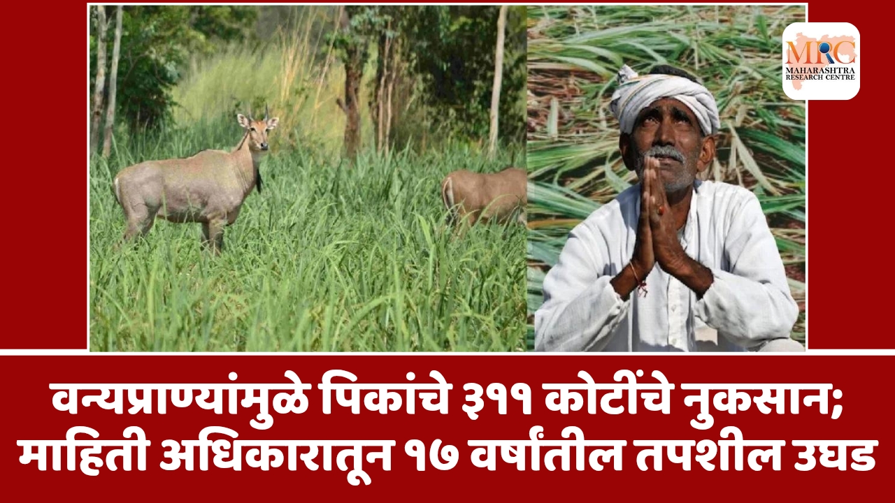 वन्यप्राण्यांमुळे पिकांचे ३११ कोटींचे नुकसान; माहिती अधिकारातून १७ वर्षांतील तपशील उघड