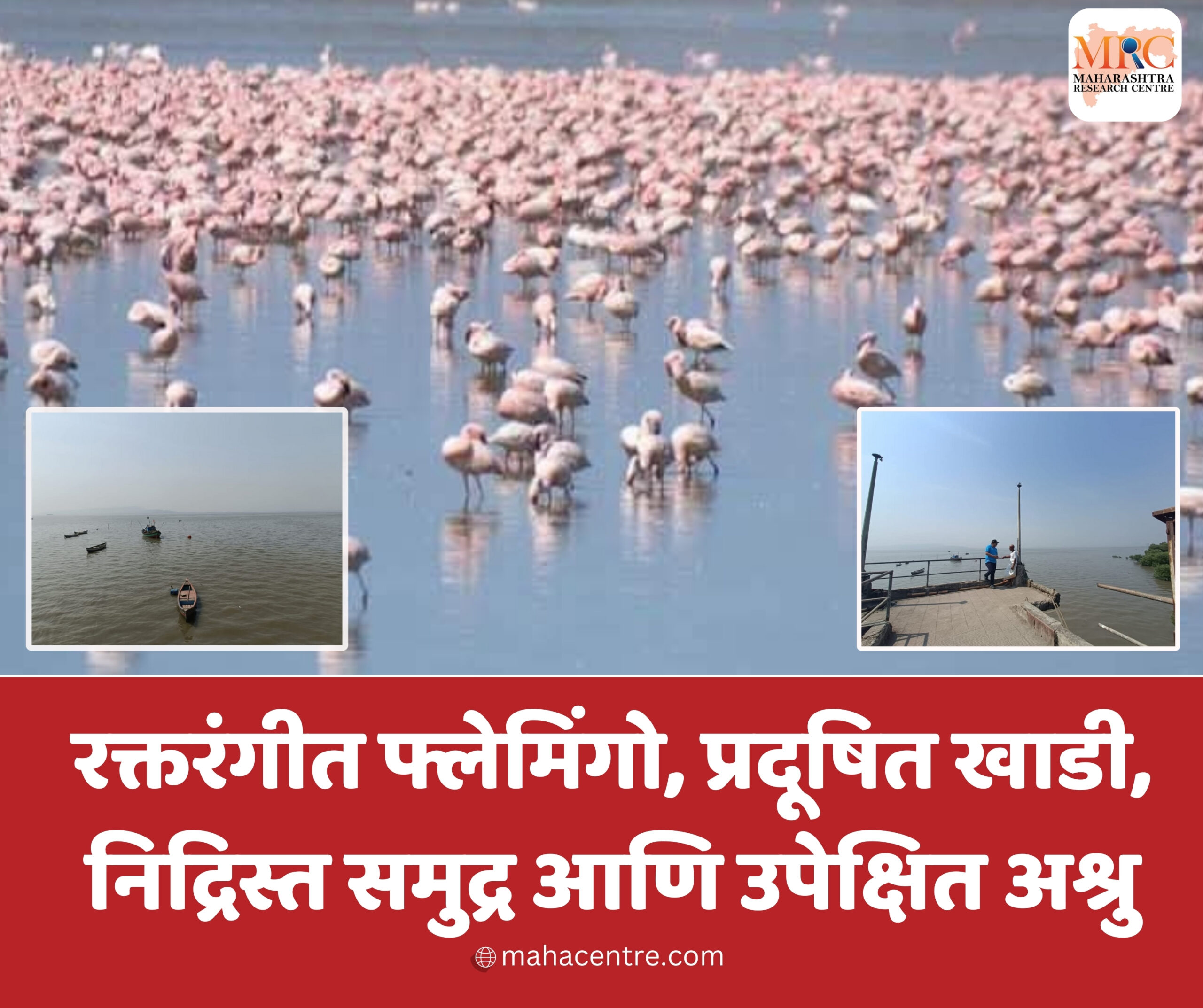 रक्तरंगीत फ्लेमिंगो, प्रदूषित खाडी,निद्रिस्त समुद्र आणि उपेक्षित अश्रु