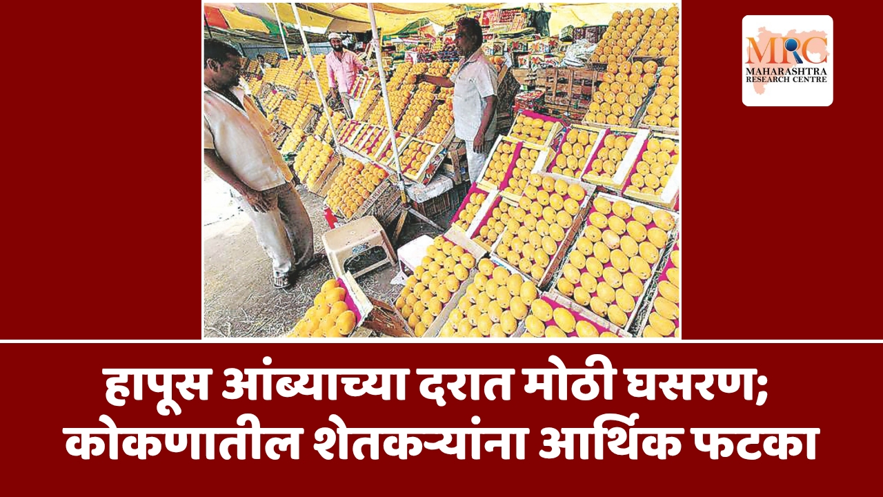 हापूस आंब्याच्या दरात मोठी घसरण; कोकणातील शेतकऱ्यांना आर्थिक फटका