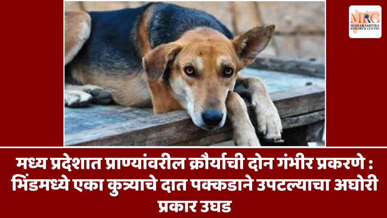 मध्य प्रदेशात प्राण्यांवरील क्रौर्याची दोन गंभीर प्रकरणे : भिंडमध्ये एका कुत्र्याचे दात पक्कडाने उपटल्याचा अघोरी प्रकार उघड