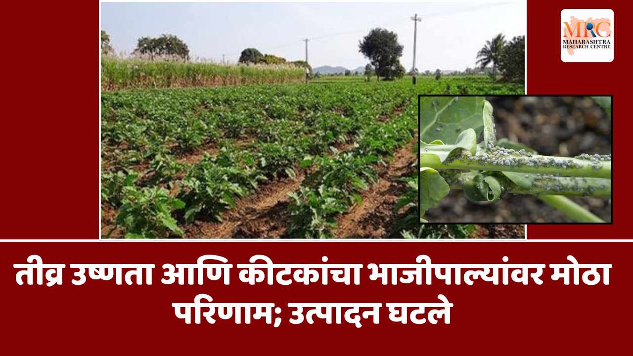 तीव्र उष्णता आणि कीटकांचा भाजीपाल्यांवर मोठा परिणाम; उत्पादन घटले
