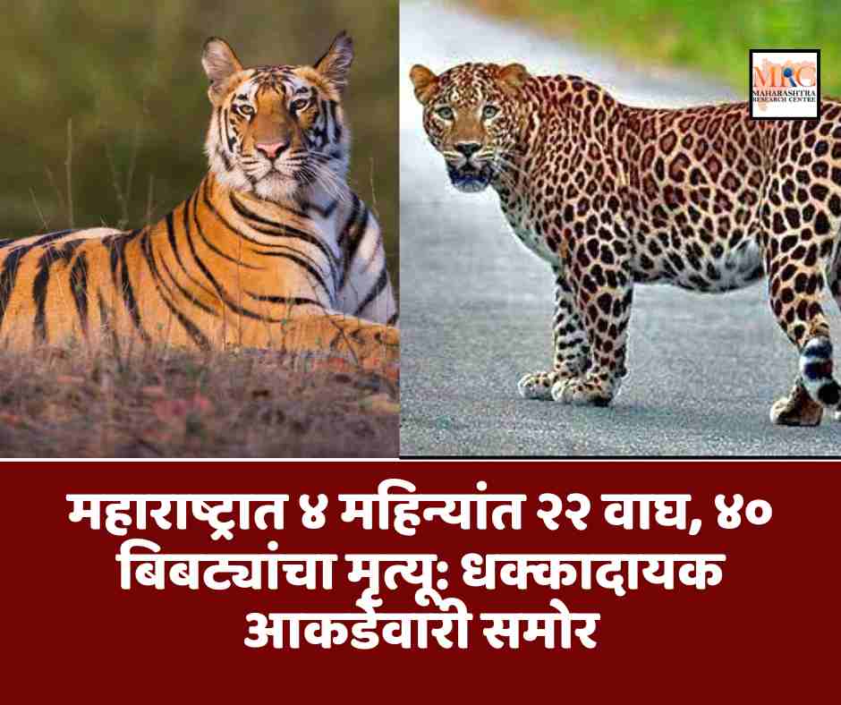महाराष्ट्रात ४ महिन्यांत २२ वाघ, ४० बिबट्यांचा मृत्यू: धक्कादायक आकडेवारी समोर