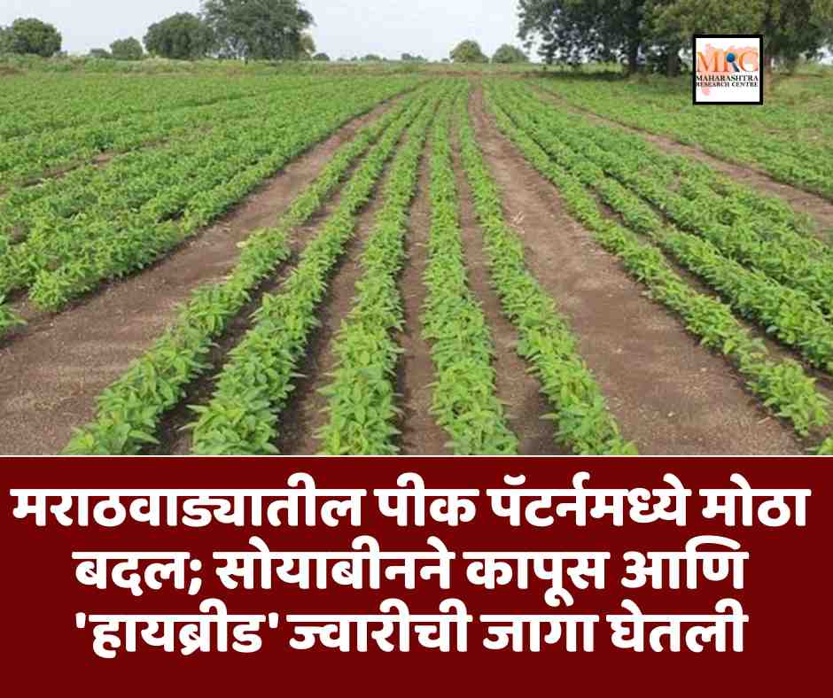 मराठवाड्यातील पीक पॅटर्नमध्ये मोठा बदल; सोयाबीनने कापूस आणि ‘हायब्रीड’ ज्वारीची जागा घेतली