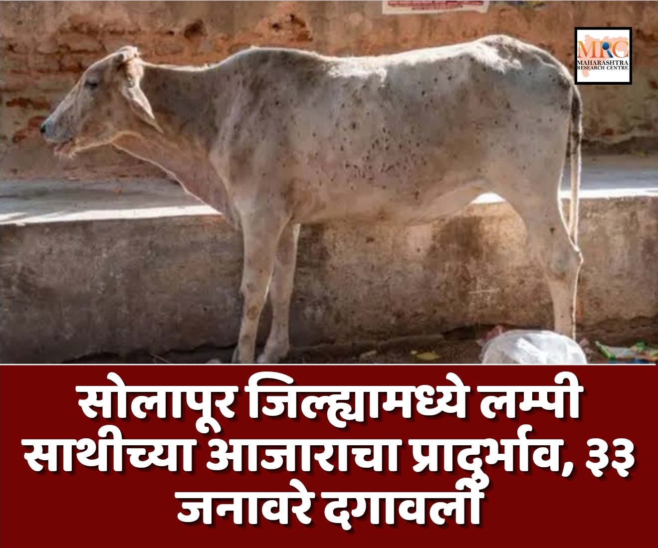 सोलापूर जिल्ह्यामध्ये लम्पी साथीच्या आजाराचा प्रादुर्भाव, ३३ जनावरे दगावली
