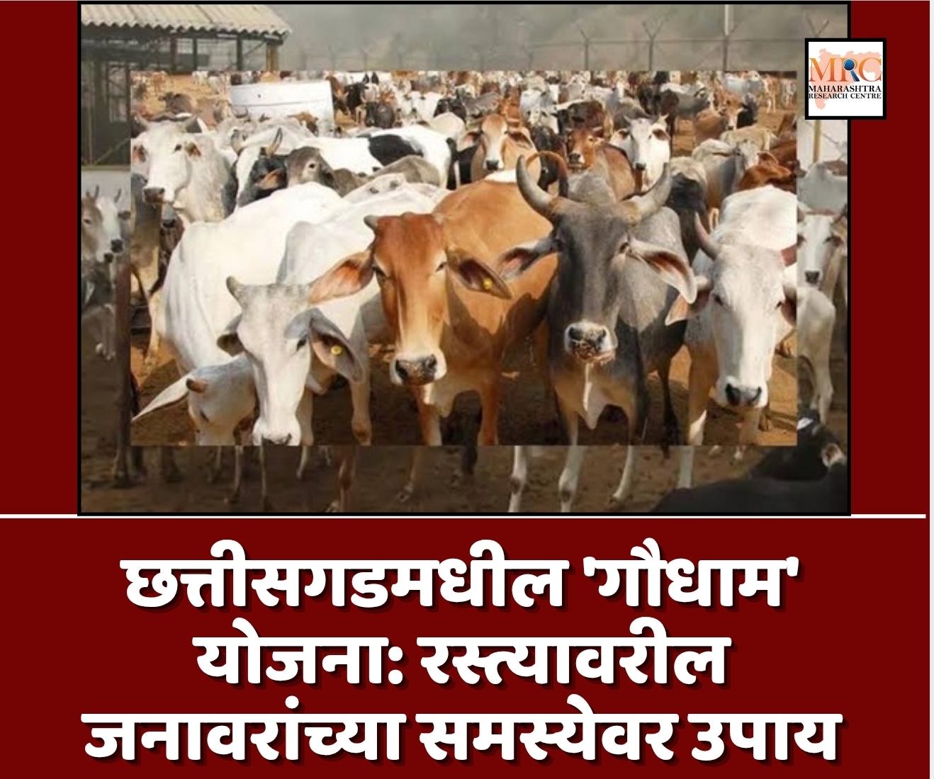 छत्तीसगडमधील ‘गौधाम’ योजना: रस्त्यावरील जनावरांच्या समस्येवर उपाय आणि ग्रामीण अर्थव्यवस्थेला चालना